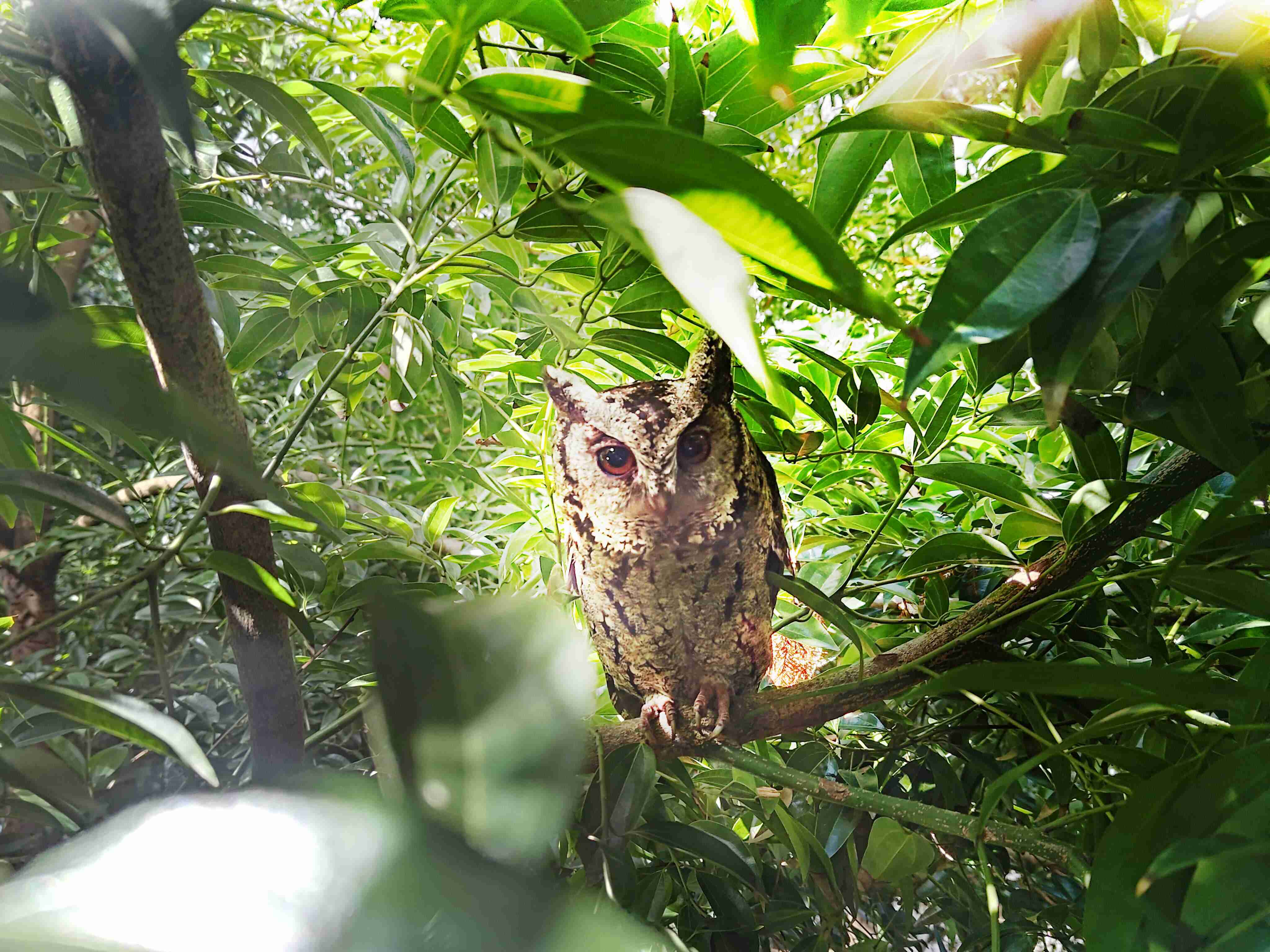 OBPay致力提倡净零绿生活，，，，16年以来在全球各厂区植树逾百万棵，，，，造就各厂区树木蔚然成林，，，犹如森林工厂，，，成为许多生物的栖息地